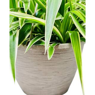 Vigoro 1.8 Gal. Spider Plant Chlorophytum in 11 In. Hanging Basket DC11HBSPIDERPLT