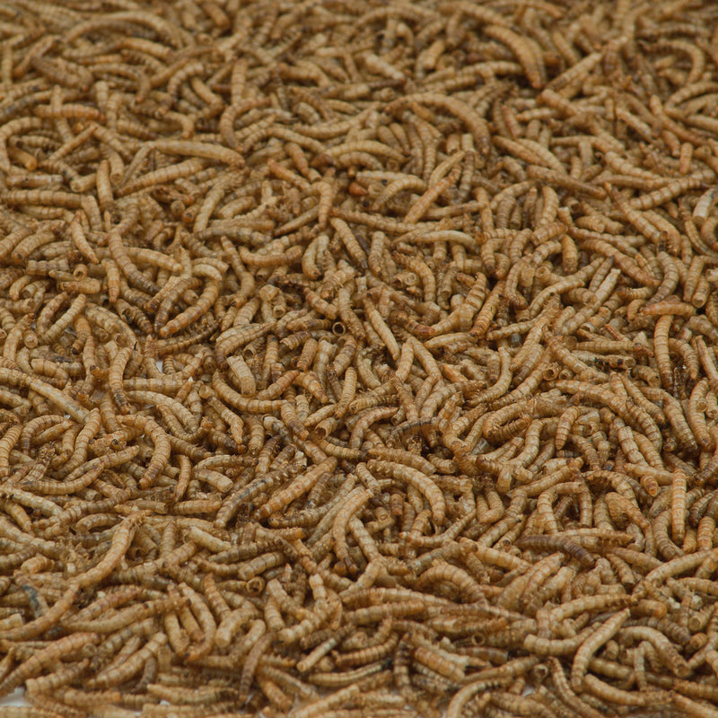 MEALWORMS POUCH 7 OZ KT