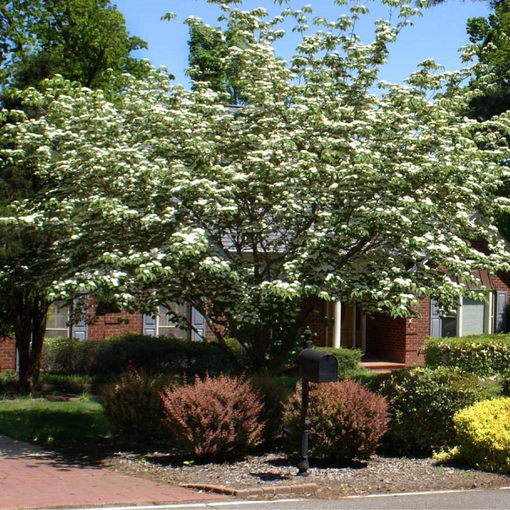 7 Gal. Kousa Dogwood Flowering Deciduous Tree with White Flowers DOGKOU07G