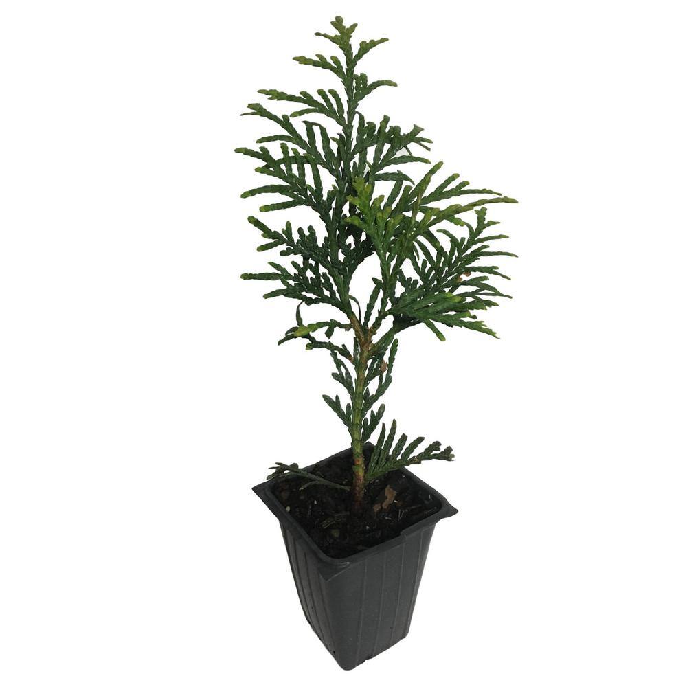 Daylily Nursery Green Giant Arborvitae 4-Plants in 4-Separate 2.5 in. Containers 6 in. to 14 in. Tall 859007820