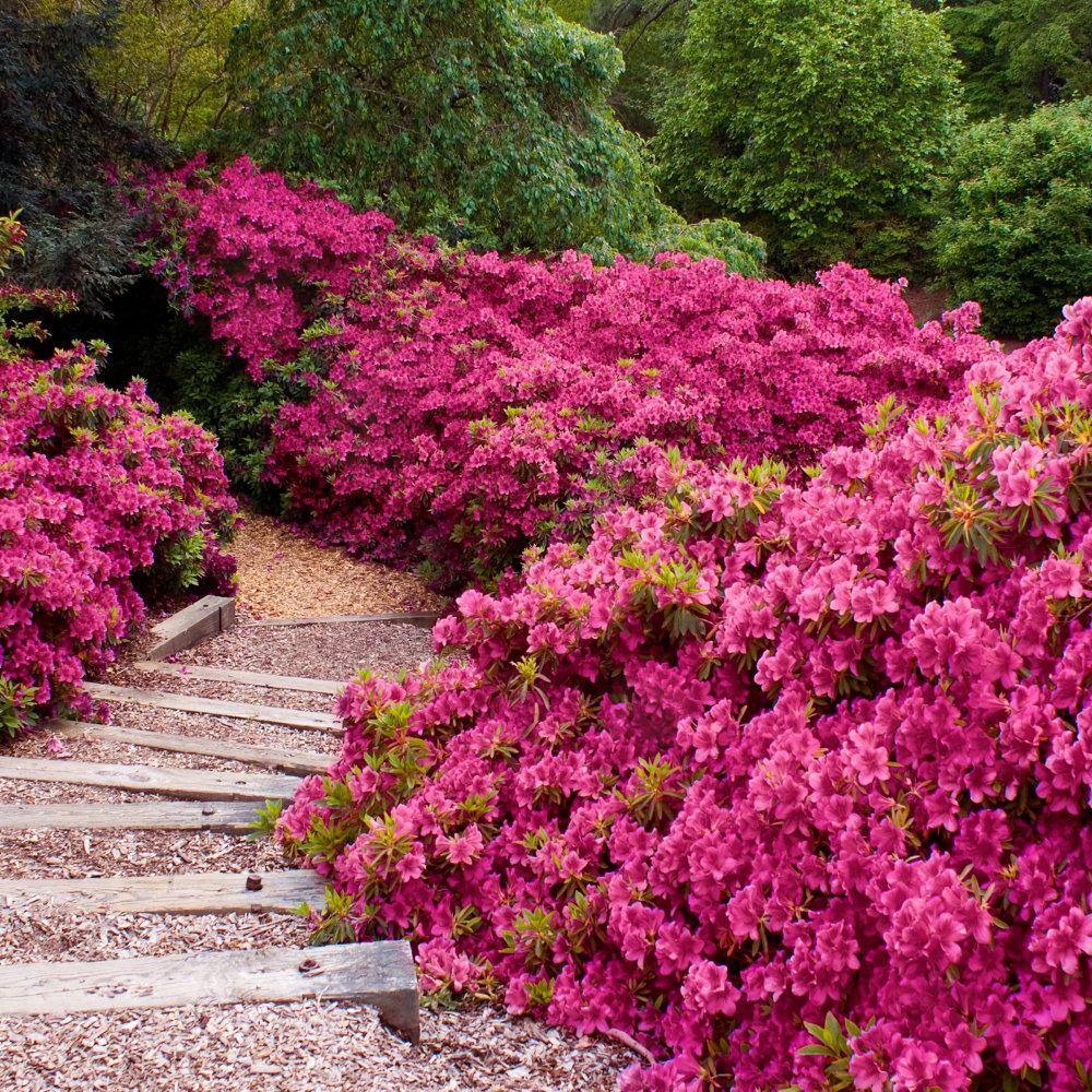 national PLANT NETWORK 2.25 Gal. Rene Michelle Azalea Plant with Pink Blooms HD7617
