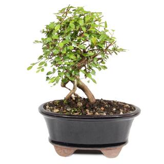 brussel's BONSAI Chinese Elm Tree Root Appearing Small CT0124CE