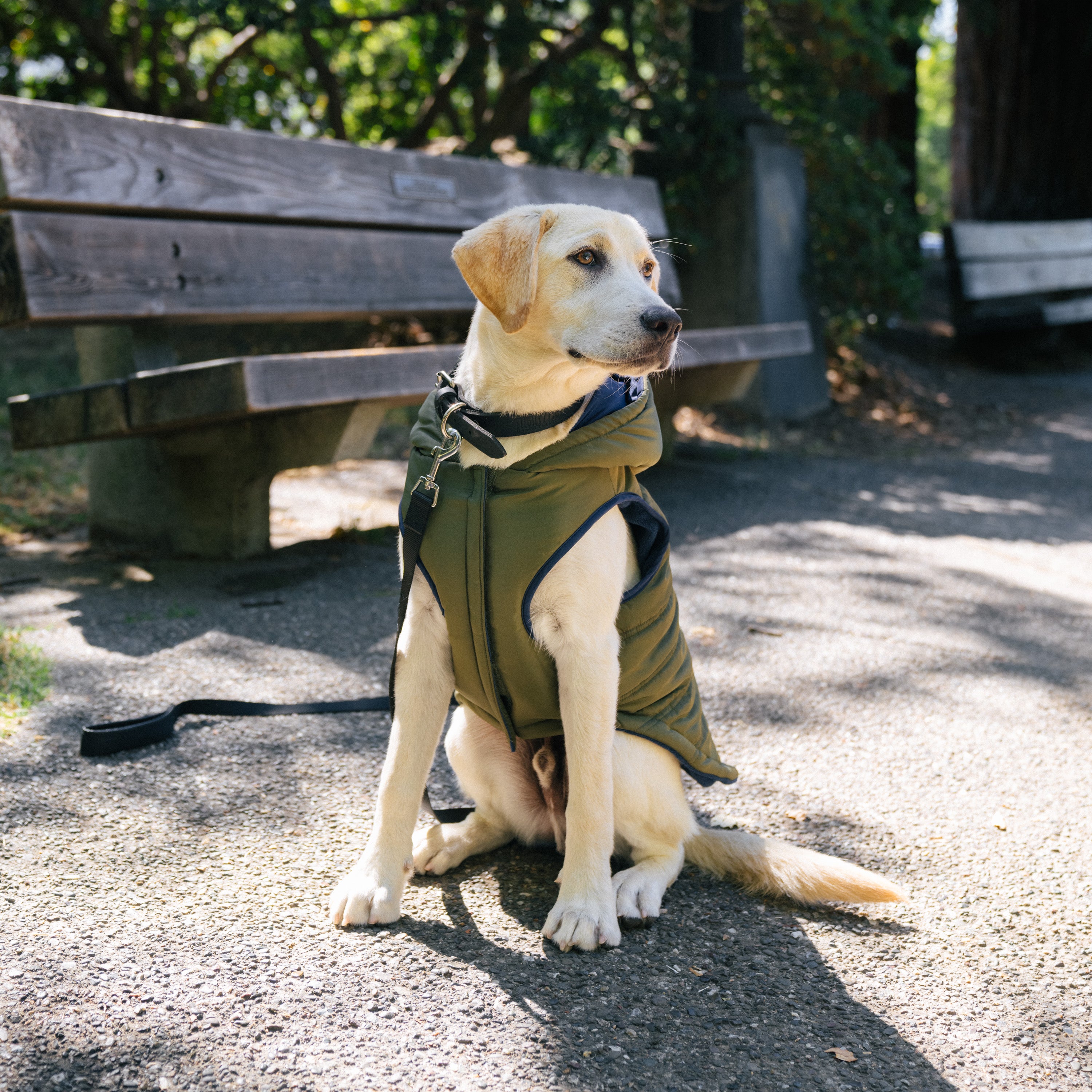 Gap Pet， Dog Clothes， Green Utility Dog Jacket