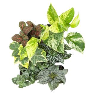 ALTMAN PLANTS 2 in. Assorted Mini-Foliage (6-Pack) 0881360