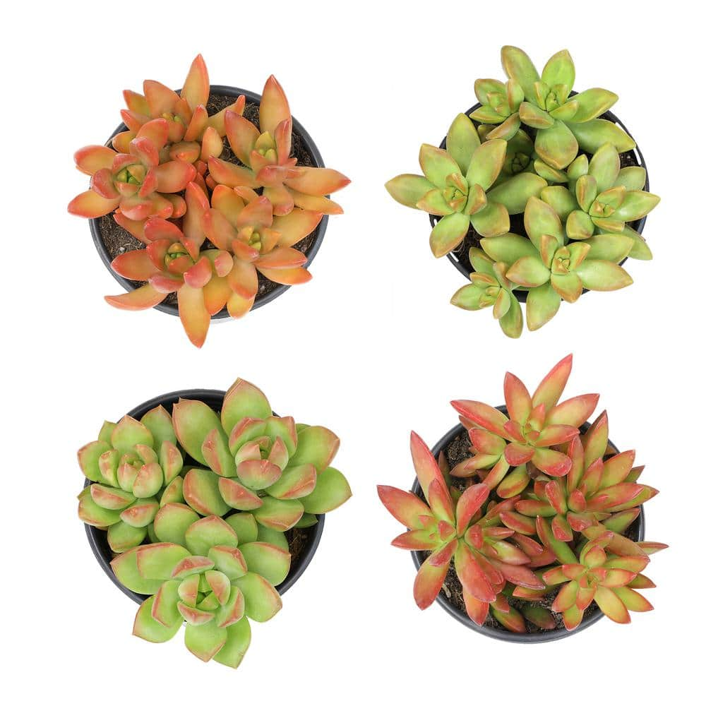 SMART PLANET 1 qt. Sedum Assorted Succulents (4-Pack) 0872639