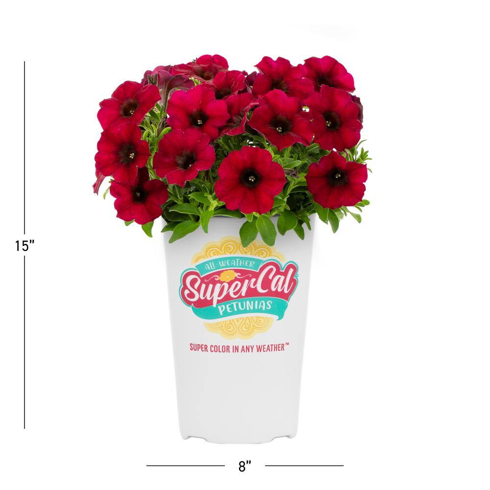 SUPERCAL 2.5 Qt. Bordeaux Premium SuperCal Petunia Outdoor Annual Plant with Red Flowers (3-Pack) 4283