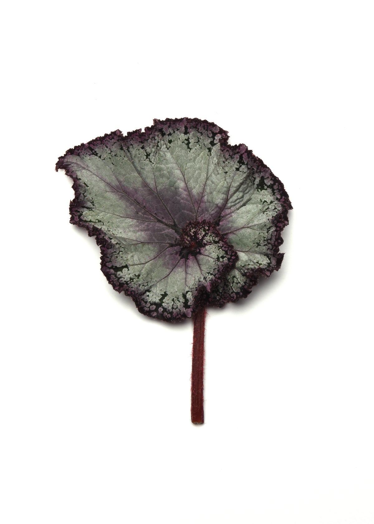 6 in. Jurassic Jr. Arctic Twist Rex Begonia - 2 Piece