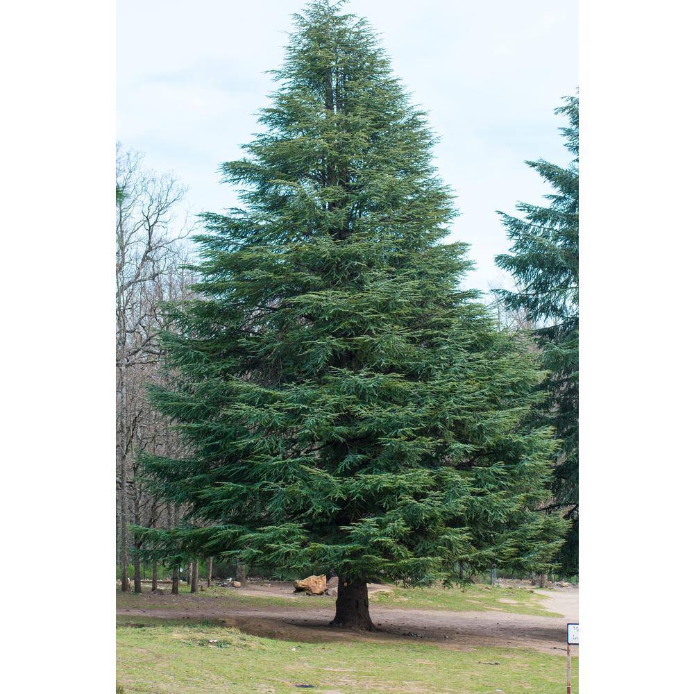 Online Orchards 1 Gal. Blue Atlas Cedar Tree with Sparkling Silver Blue Foliage EGCD001