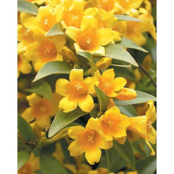 Vigoro 2 Gal. Echo Jasmine Duet Jessamine Climbing Vine Evergreen Plant with Yellow Fragrant Blooms in Spring and Fall 11043