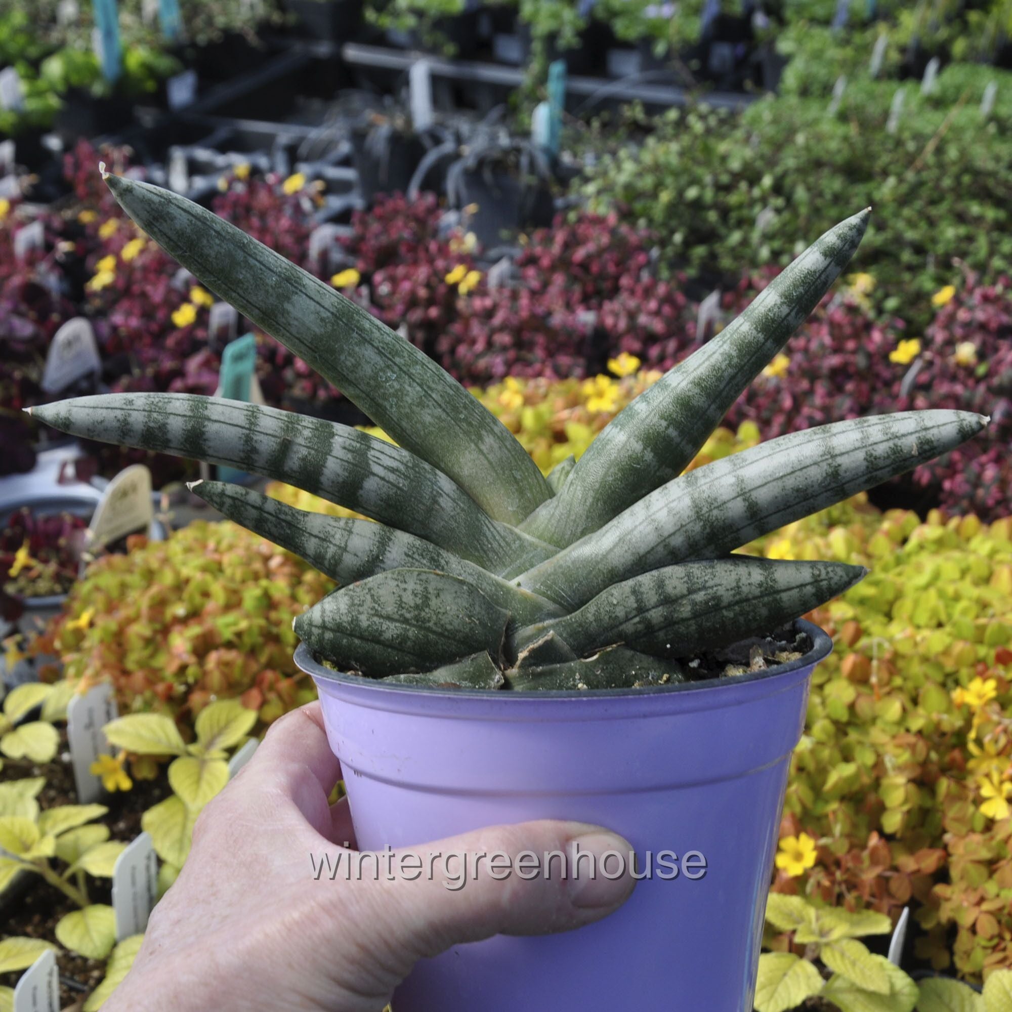 Sansevieria Trifasciata， Starfish， Snake Plant - Pot Size: 4