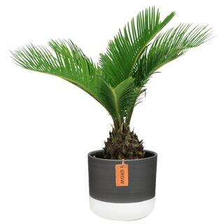 Costa Farms Cycas Revoluta Sago Palm Indoor Plant in 6 in. Two-Tone Ceramic Planter Avg. Shipping Height 1-2 ft. Tall CO.RV06.3.2TO