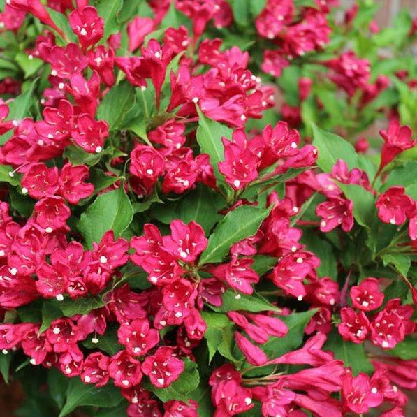 Red Weigela Tree, Absolute Beauty