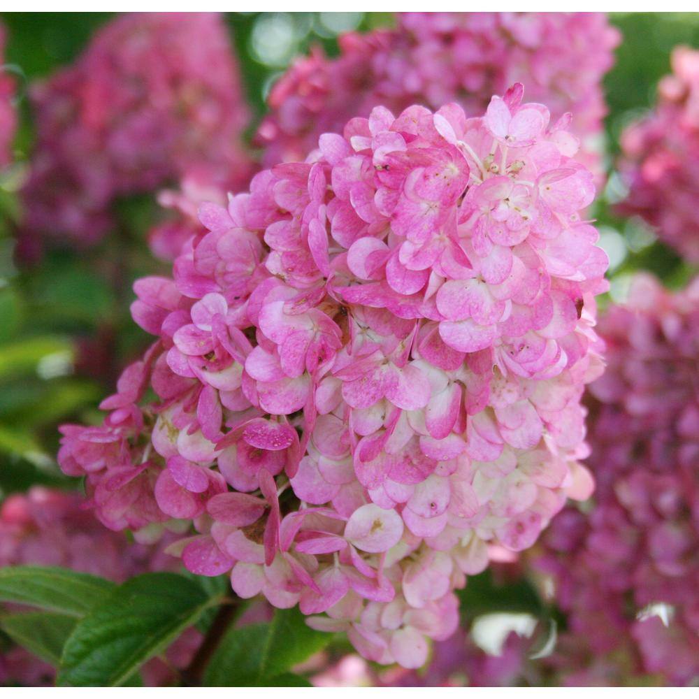 FIRST EDITIONS 3 Gal. Strawberry Sundae Panicle Hydrangea Flowering Shrub with White to Pink Flowers FEHYD3HSS1PK