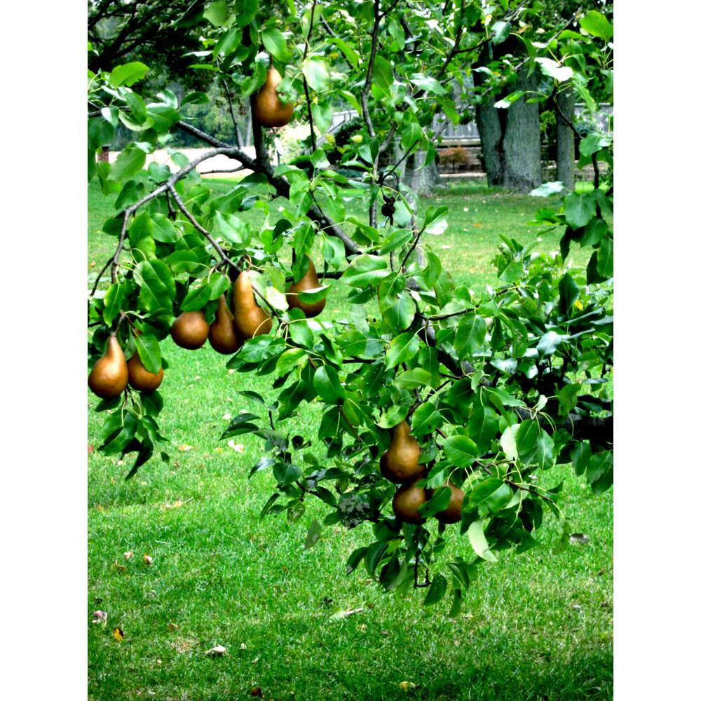 Online Orchards Dwarf Bosc Pear Tree - Sweet and Hardy Cinnamon Brown Pears (Bare-Root 3 ft. to 4 ft. Tall 2-Years Old) FTPR003