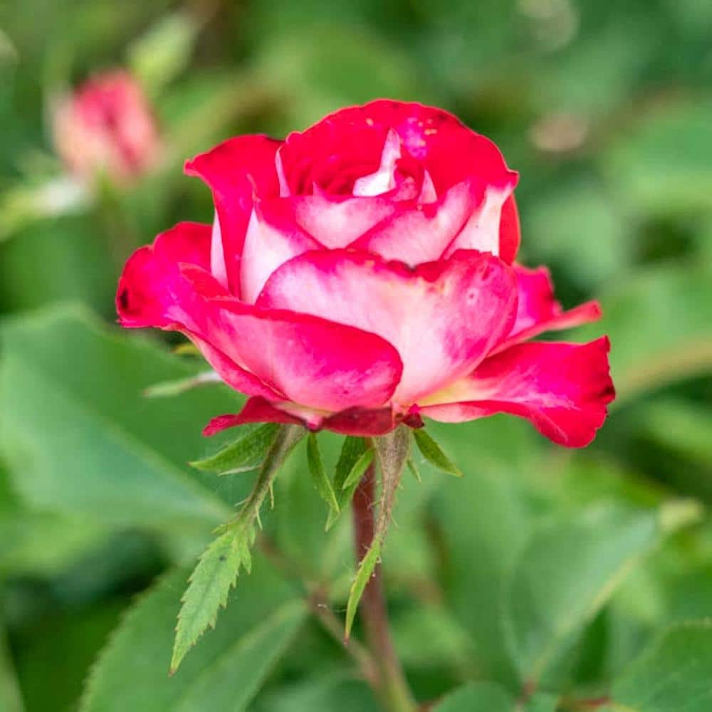 Spring Hill Nurseries Love at First Sight Hybrid Tea Rose Dormant Bare Root Plant with Red Color Flowers (1-Pack) 84480