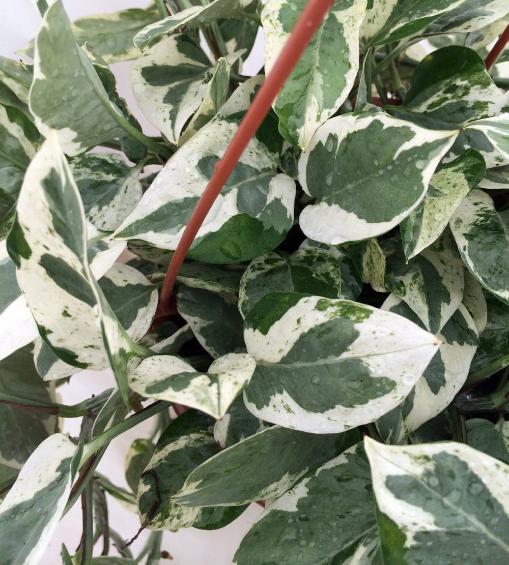 Pearls and Jade Pothos - Epipremnum aureum - 4