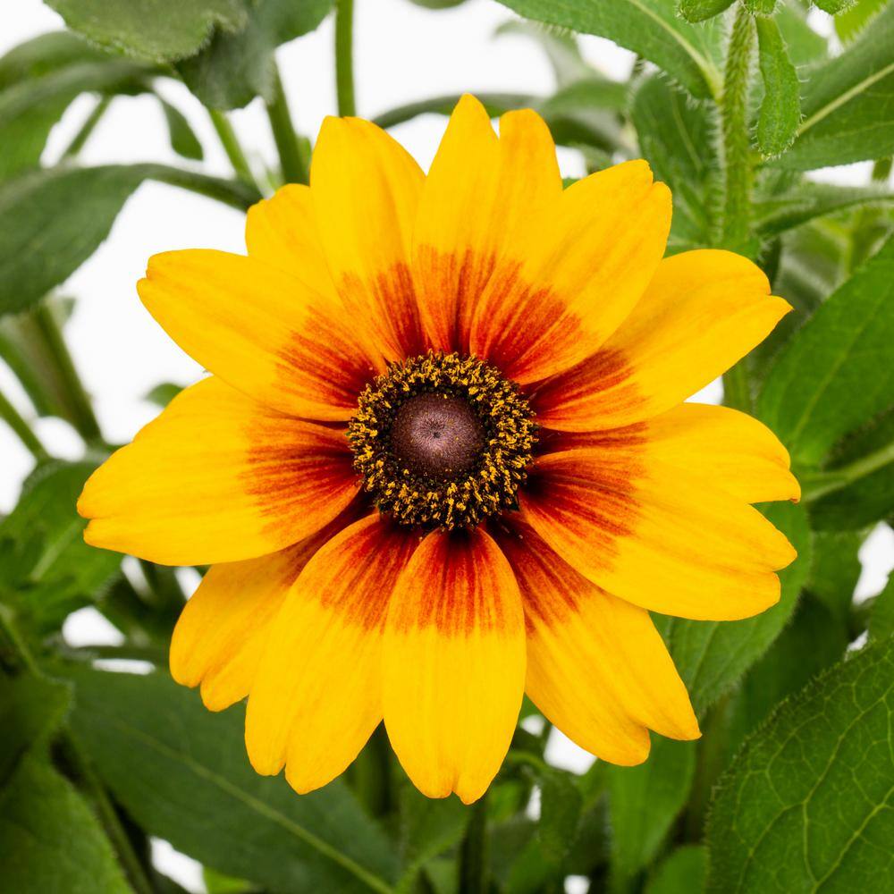 METROLINA GREENHOUSES 1 Gal. Smileyz Yellow Black Eyed Susan Napa Barrel Planter Perennial Plant 54997