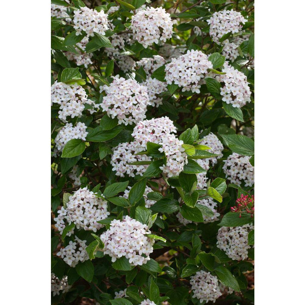 Online Orchards 1 Gal. Burkwood Viburnum Evergreen Shrub SBVB004