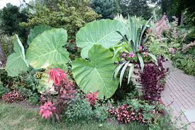 Upright Jurassic Elephant Ear Giant Premium Caladium Bulbs