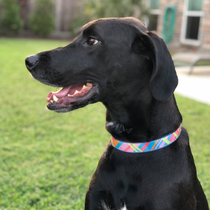 Collar | Pink Madras