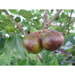 Wekiva Foliage Olympian Fig Tree - Live Plant in a 4 in. Pot - Ficus Carica 'Olympian' - Edible Fruit Tree for The Patio and Garden XY-CEDV-FYQ5