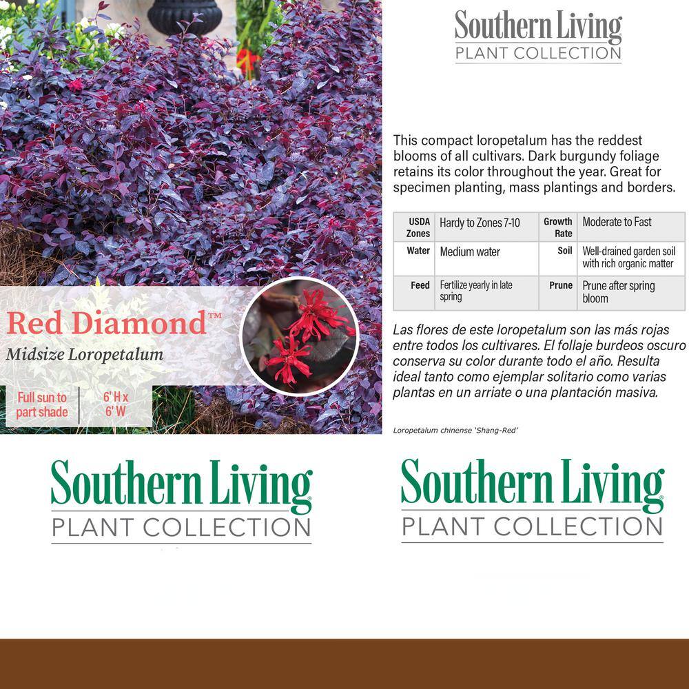 Baucom's 2 Gal. Red Diamond Loropetalum Shrub with Burgundy Foliage and Pink Flowers 14376