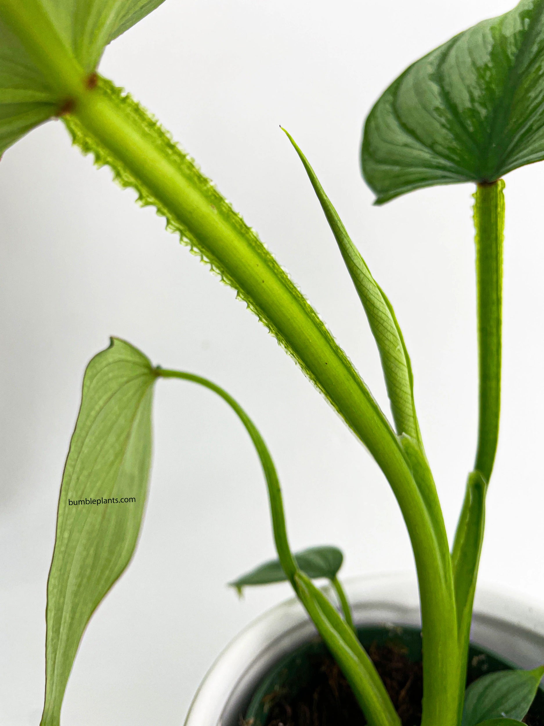 Philodendron Mamei 'Silver Cloud'