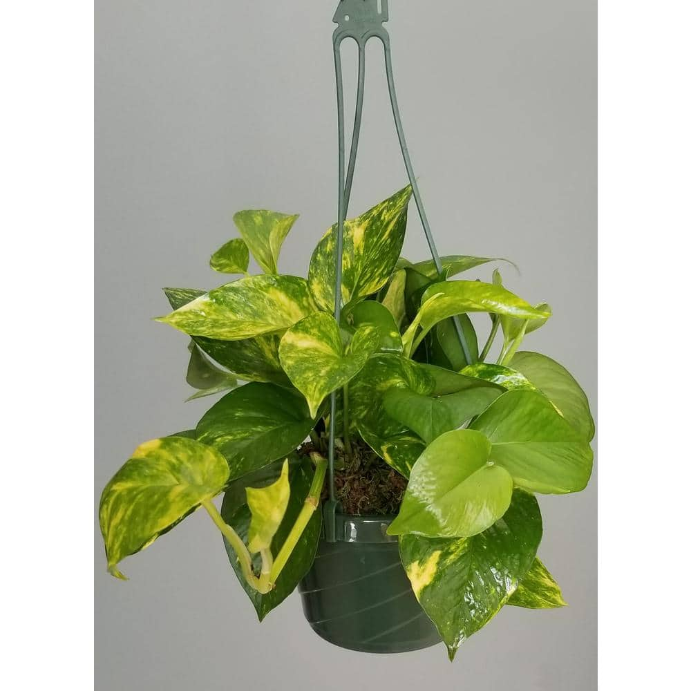 Golden Pothos Plant in 6 in. Hanging Basket (2-Pack) 2PkHBGldP