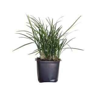 FLOWERWOOD Mondo Grass 3-14 in. pots (18-Pack) - Groundcover Plant 4390LP18