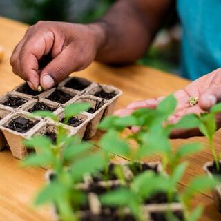 Back to the Roots 4 Pack: 12QT Organic Seed Starter Mix 47008