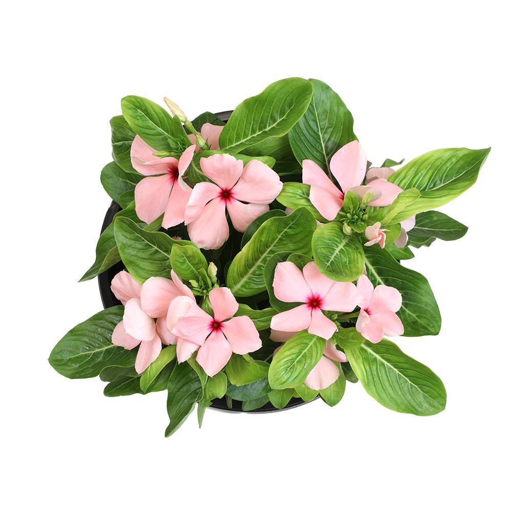 ALTMAN PLANTS 1-Gallon Vinca Plant Pink Flowers (Single) 0881452