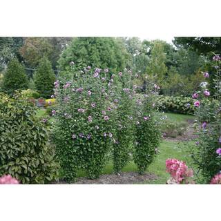 PROVEN WINNERS 5 Gal. Purple Pillar Rose of Sharon (Hibiscus) Shrub with Purple Flowers 13911