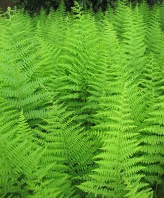 Classy Groundcovers - Dennstaedtia punctilobula  {10 Bare Root Plants}