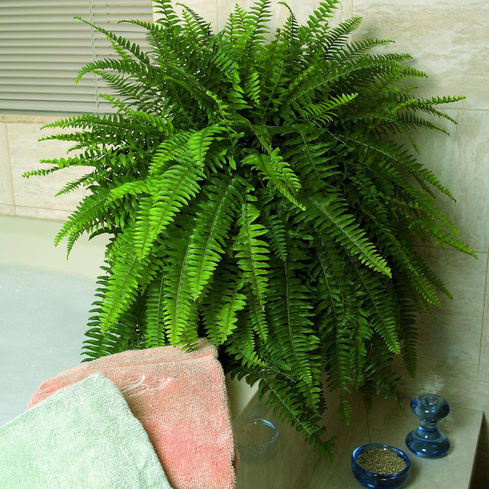 Costa Farms Boston Fern IndoorOutdoor Plant in 10 in. Hanging Basket Avg. Shipping Height 1-2 ft. Tall 10BOSTHB