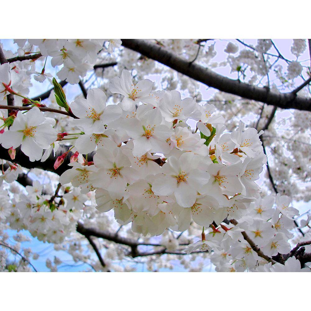Online Orchards 3 ft. Yoshino Cherry Blossom Tree with Fragrant White Almond Scented Flowers FLCH202