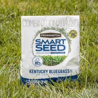 Pennington Smart Seed 3 lbs. Kentucky Bluegrass Grass Seed Blend 100543705