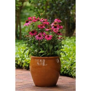 BELL NURSERY 2 Gal. Color Pot Echinacea Purple Live Perennial Plant (1-Pack) CNFLW2PUR1PK