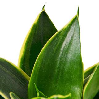 Snake Plant Emerald Star (Sansevieria Hahnii) Plant in 4 in. Grower Pot 4_SNAKE_EMERALD.STAR