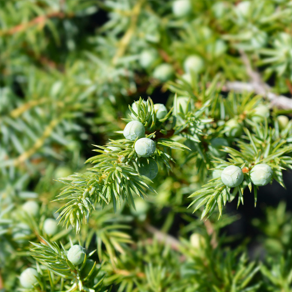 Blue Pacific Juniper