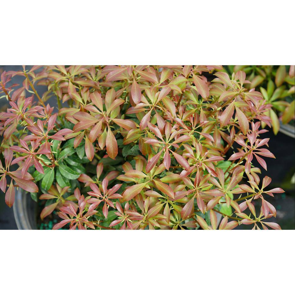 4.5 in. Quart Interstella Lily of the Valley Shrub (Pieris) Live Plant Ruby Red Flowers PIEPRC1007800