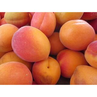 Online Orchards Dwarf Blenheim Apricot Tree (Bare-Root 3 ft. to 4 ft Tall 2-Years Old) FTAC002