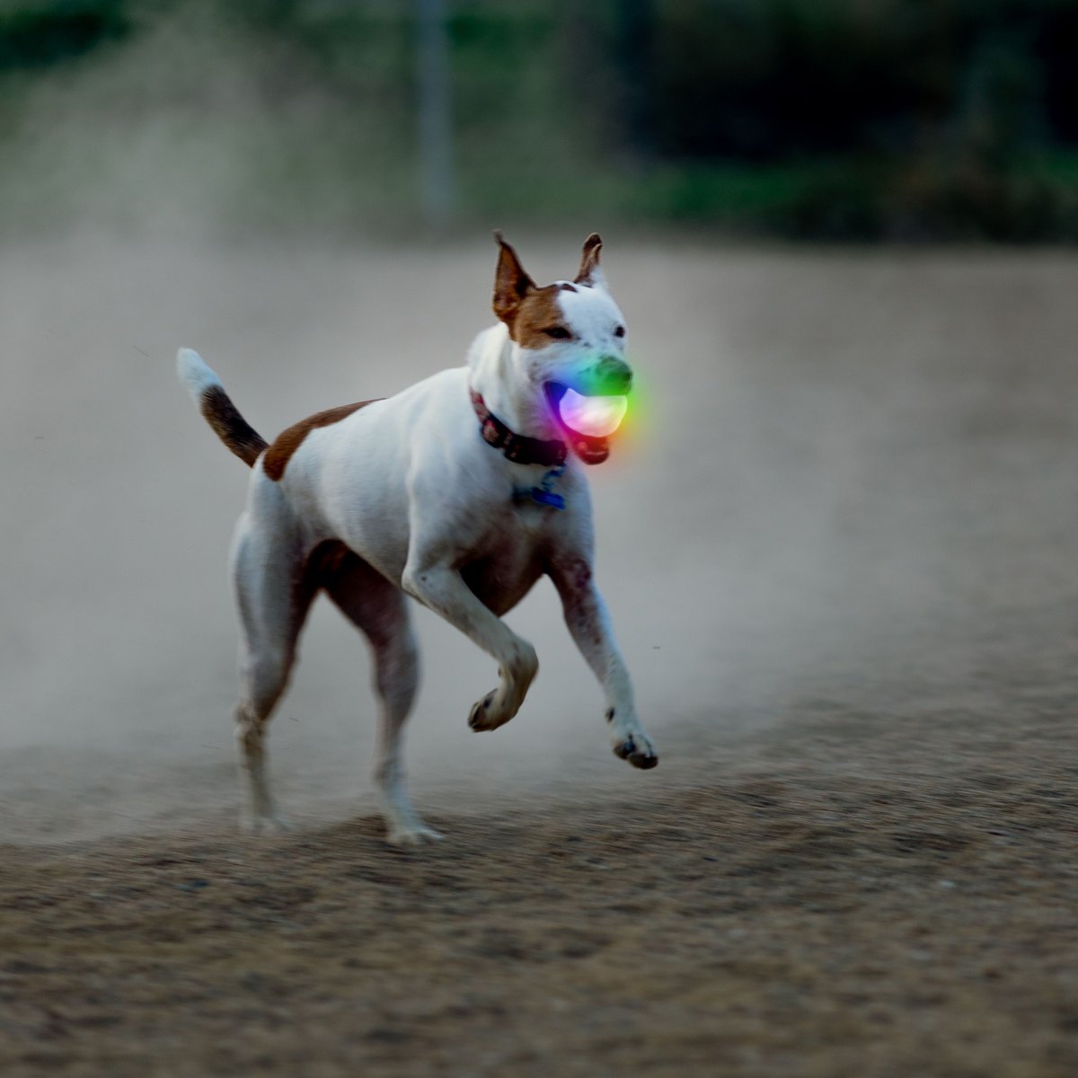 Nite Ize GlowStreak Wild LED Ball-Disc-O Dog Toy