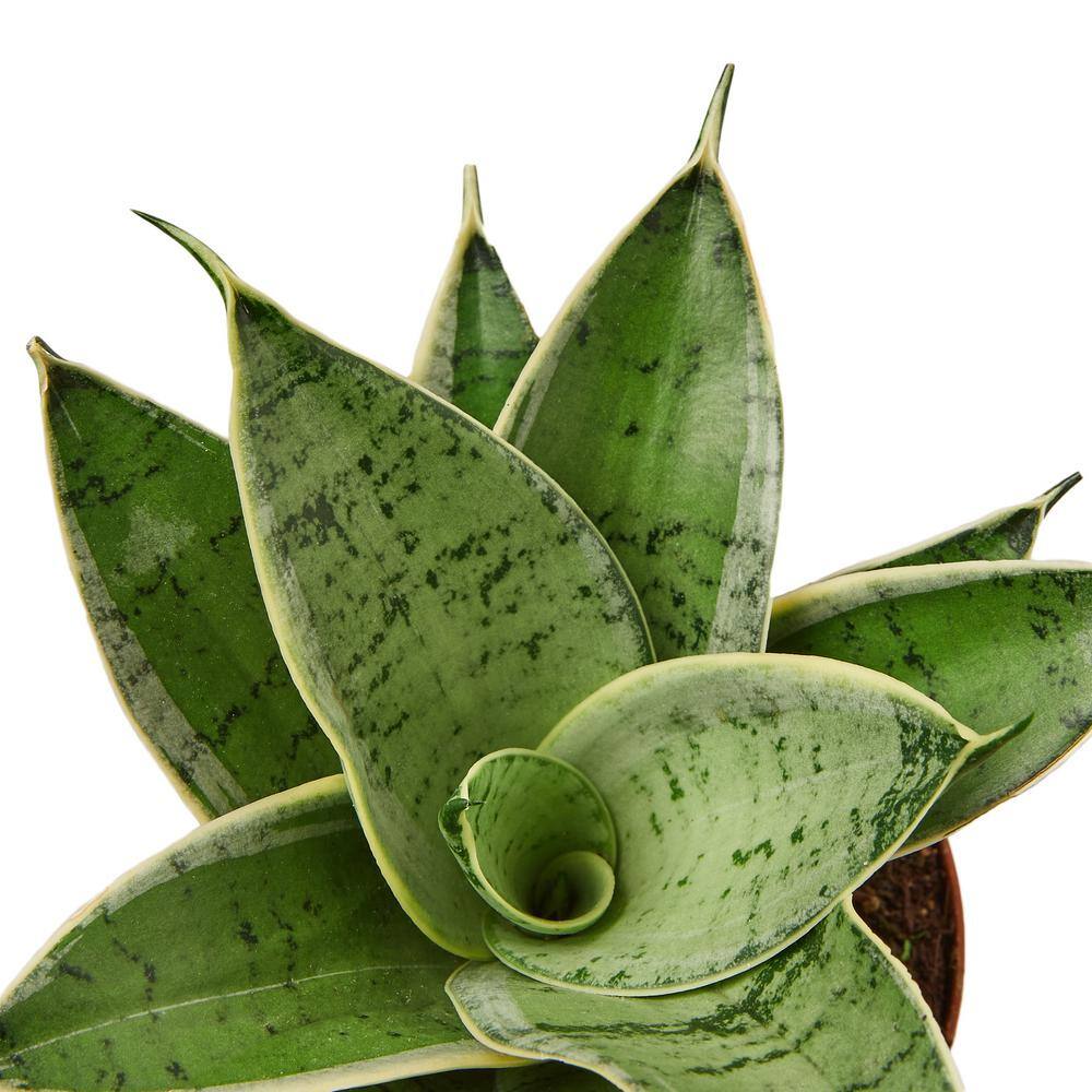 Snake Plant Starlight (Sansevieria trifasciata) Plant in 4 in. Grower Pot 4_SNAKE_MISTY.STAR