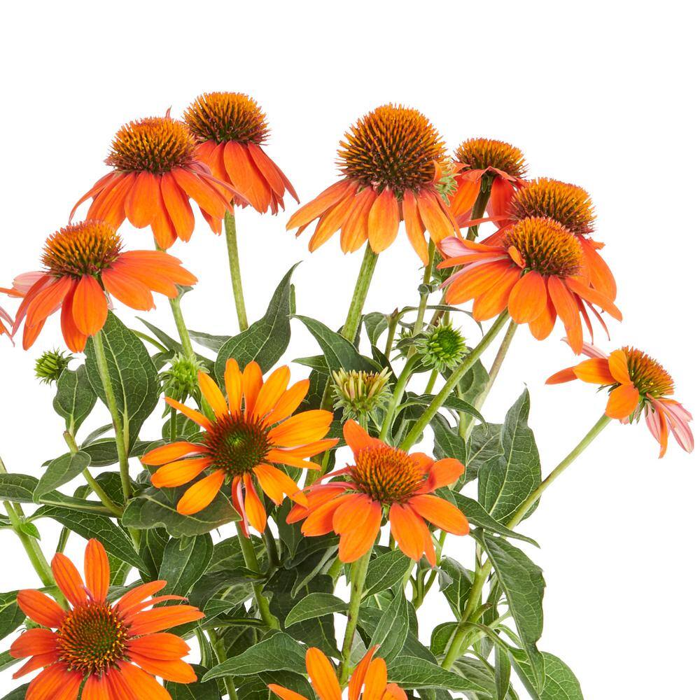 METROLINA GREENHOUSES 1 Gal. Sombrero Adobe Orange Cone Flower Napa Barrel Planter Perennial Plant 54990