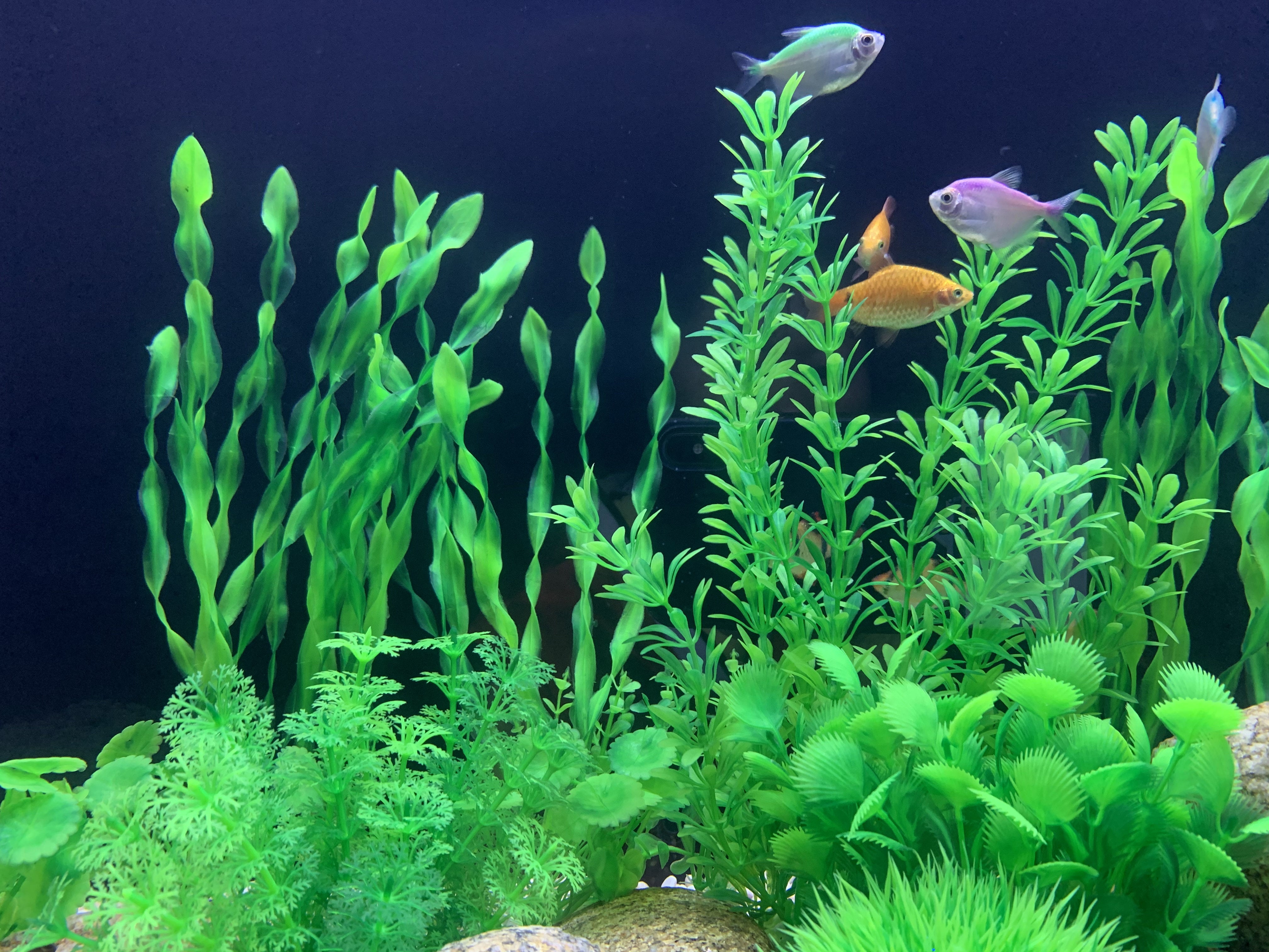 BEGONDIS 18 Pcs Artificial Green Water Plants， Fish Tank Aquarium Decorations， Made of Soft Plastic