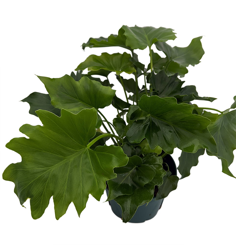 Shangri-La Philodendron - Easy to Grow House Plant - 6