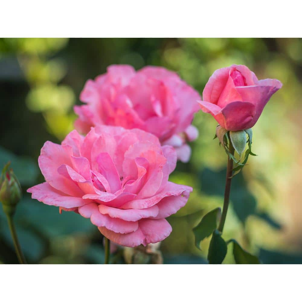 BELL NURSERY 3 Gal. Queen Elizabeth Live Rose Plant with Pink Flower (1-Pack) ROSE3QELIZ1PK