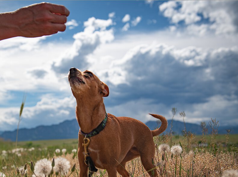 BIXBI Bark Pops Chicken-Free Sweet Potato and Apple Flavor Light and Crunchy Dog Treats