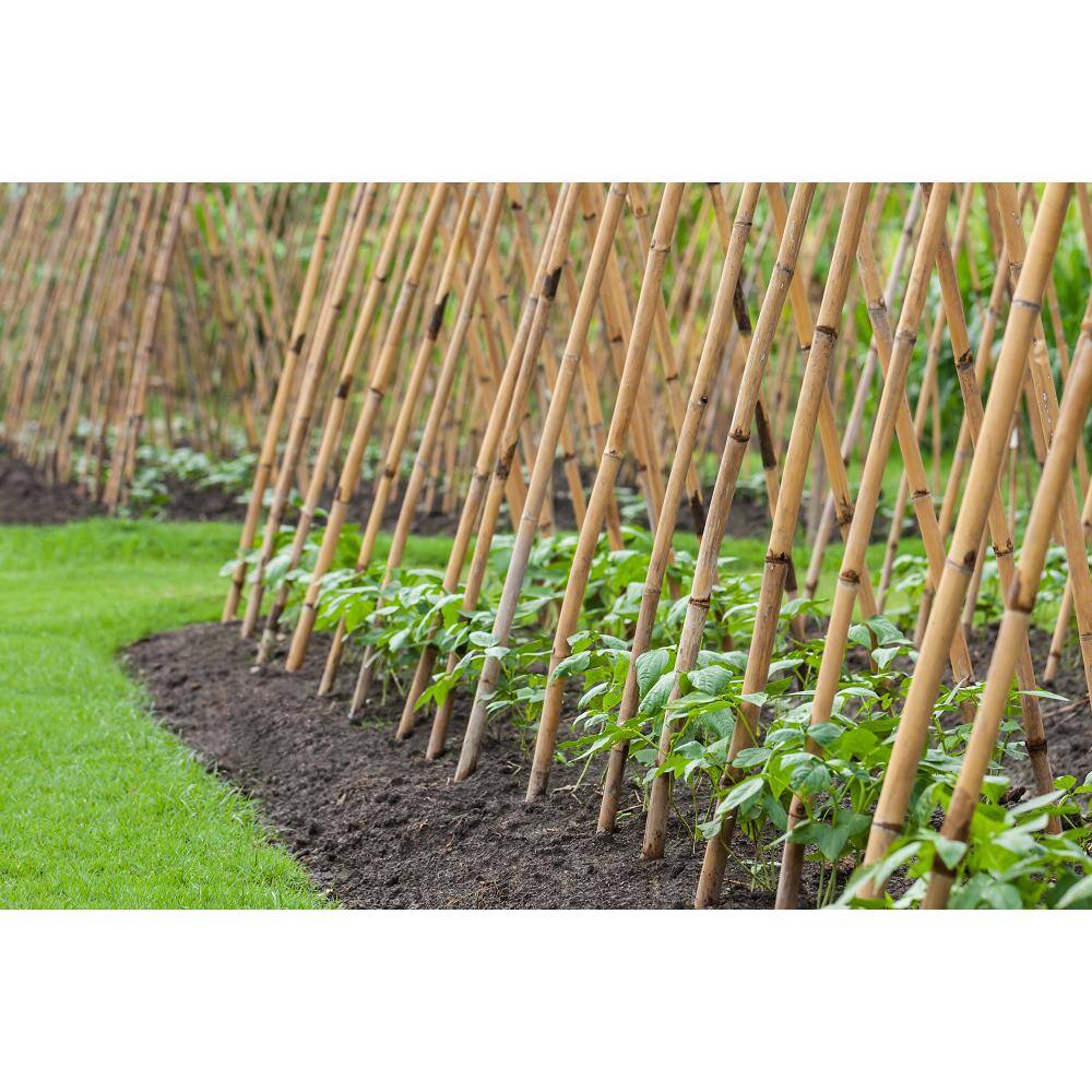 Backyard X-Scapes 12 in. x 6 ft. Natural Bamboo Poles (25-PackBundled) HDD-BP04