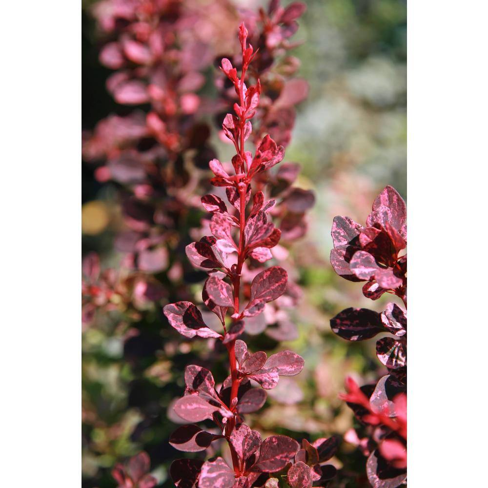Online Orchards 1 Gal. Rose Glow Barberry Shrub Deep Purple Foliage Naturally Mottled with Rosepink Splashes SBBB003